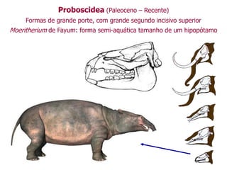 Proboscidea (Paleoceno – Recente)
Formas de grande porte, com grande segundo incisivo superior
Moeritherium de Fayum: forma semi-aquática tamanho de um hipopótamo
 