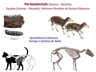 Perissodactyla (Eoceno – Recente)
Equidae (Eoceno – Recente): folhívoros florestais do Eoceno-Oligoceno
Hyracotherium (Eoceno)
Europa e América do Norte
 
