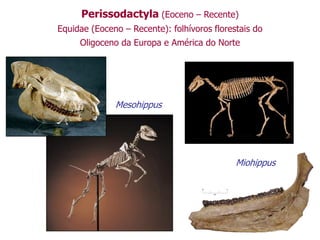 Perissodactyla (Eoceno – Recente)
Equidae (Eoceno – Recente): folhívoros florestais do
Oligoceno da Europa e América do Norte
Mesohippus
Miohippus
 