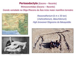 Perissodactyla (Eoceno – Recente)
Rhinocerontidae (Eoceno – Recente)
Grande variedade no Oligo-Mioceno da Ásia inclui maior mamífero terrestre
Paraceratherium (6 m e 30 ton)
(Indricotherium, Baluchiterium)
High browswer Oligoceno do Baluquistão
 