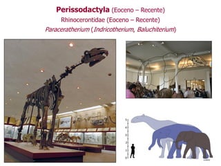 Perissodactyla (Eoceno – Recente)
Rhinocerontidae (Eoceno – Recente)
Paraceratherium (Indricotherium, Baluchiterium)
 