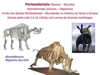 Perissodactyla (Eoceno – Recente)
Brontotheridae (Eoceno – Oligoceno)
Irmão dos demais Perissodactyla - Abundantes na América do Norte e Eurásia
Grande porte (até 2.5 m) crânios com cornos de diversas morfologias
Brontotherium:
Oligoceno dos EUA
 