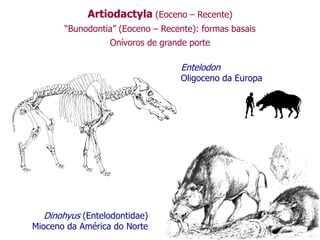 Artiodactyla (Eoceno – Recente)
“Bunodontia” (Eoceno – Recente): formas basais
Onívoros de grande porte
Dinohyus (Entelodontidae)
Mioceno da América do Norte
Entelodon
Oligoceno da Europa
 