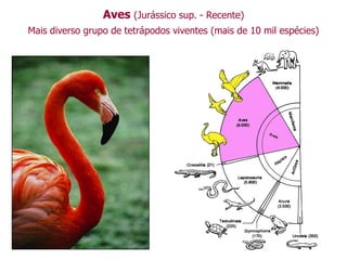 Aves (Jurássico sup. - Recente)
Mais diverso grupo de tetrápodos viventes (mais de 10 mil espécies)
 