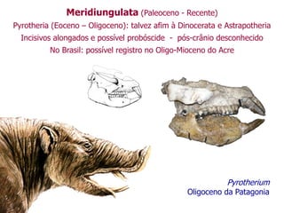 Meridiungulata (Paleoceno - Recente)
Pyrotheria (Eoceno – Oligoceno): talvez afim à Dinocerata e Astrapotheria
Incisivos alongados e possível probóscide - pós-crânio desconhecido
No Brasil: possível registro no Oligo-Mioceno do Acre
Pyrotherium
Oligoceno da Patagonia
 