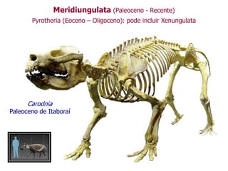 Meridiungulata (Paleoceno - Recente)
Pyrotheria (Eoceno – Oligoceno): pode incluir Xenungulata
Carodnia
Paleoceno de Itaboraí
 