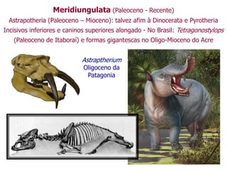Meridiungulata (Paleoceno - Recente)
Astrapotheria (Paleoceno – Mioceno): talvez afim à Dinocerata e Pyrotheria
Incisivos inferiores e caninos superiores alongado - No Brasil: Tetragonostylops
(Paleoceno de Itaboraí) e formas gigantescas no Oligo-Mioceno do Acre
Astraptherium
Oligoceno da
Patagonia
 