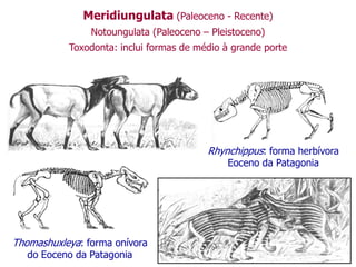 Meridiungulata (Paleoceno - Recente)
Notoungulata (Paleoceno – Pleistoceno)
Toxodonta: inclui formas de médio à grande porte
Thomashuxleya: forma onívora
do Eoceno da Patagonia
Rhynchippus: forma herbívora
Eoceno da Patagonia
 