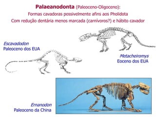 Palaeanodonta (Paleoceno-Oligoceno):
Formas cavadoras possivelmente afins aos Pholidota
Com redução dentária menos marcada (carnívoros?) e hábito cavador
Metacheiromys
Eoceno dos EUA
Escavadodon
Paleoceno dos EUA
Ernanodon
Paleoceno da China
 