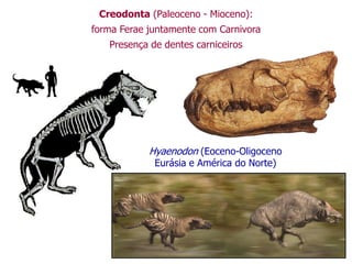 Creodonta (Paleoceno - Mioceno):
forma Ferae juntamente com Carnivora
Presença de dentes carniceiros
Hyaenodon (Eoceno-Oligoceno
Eurásia e América do Norte)
 