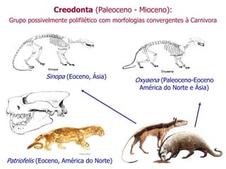 Creodonta (Paleoceno - Mioceno):
Grupo possivelmente polifilético com morfologias convergentes à Carnivora
Oxyaena (Paleoceno-Eoceno
América do Norte e Ásia)
Sinopa (Eoceno, Ásia)
Patriofelis (Eoceno, América do Norte)
 
