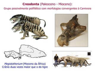 Creodonta (Paleoceno - Mioceno):
Grupo possivelmente polifilético com morfologias convergentes à Carnivora
Megistotherium (Mioceno da África)
Crânio duas vezes maior que o do tigre
 