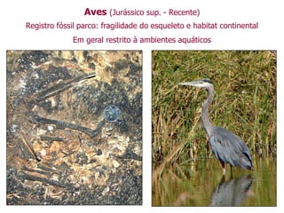 Aves (Jurássico sup. - Recente)
Registro fóssil parco: fragilidade do esqueleto e habitat continental
Em geral restrito à ambientes aquáticos
 