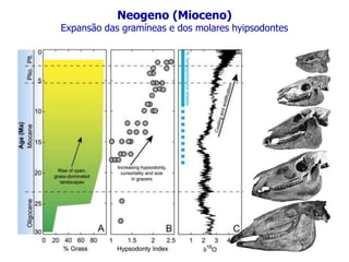 Neogeno (Mioceno)
Expansão das gramíneas e dos molares hyipsodontes
 