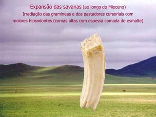 Expansão das savanas (ao longo do Mioceno)
Irradiação das gramíneas e dos pastadores cursoriais com
molares hipsodontes (coroas altas com espessa camada de esmalte)
 