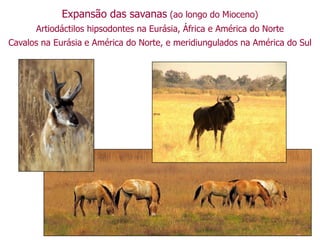 Expansão das savanas (ao longo do Mioceno)
Artiodáctilos hipsodontes na Eurásia, África e América do Norte
Cavalos na Eurásia e América do Norte, e meridiungulados na América do Sul
 