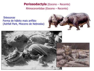 Perissodactyla (Eoceno – Recente)
Rhinocerontidae (Eoceno – Recente)
Teleoceras
Forma de hábito mais anfíbio
(Ashfall Park, Mioceno de Nebraska)
 