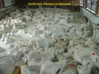 Ashfall Park (Mioceno de Nebraska)
 