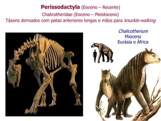 Perissodactyla (Eoceno – Recente)
Chalicotheridae (Eoceno – Pleistoceno)
Táxons derivados com patas anteriores longas e mãos para knuckle-walking
Chalicotherium
Mioceno
Eurásia e África
 