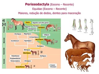 Perissodactyla (Eoceno – Recente)
Equidae (Eoceno – Recente)
Maiores, redução de dedos, dentes para maceração
 