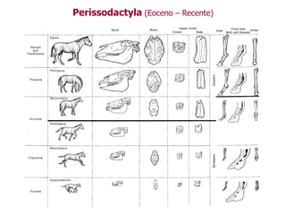 Perissodactyla (Eoceno – Recente)
 