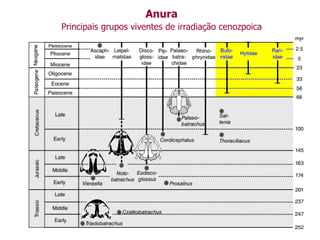 Anura
Principais grupos viventes de irradiação cenozpoica
 