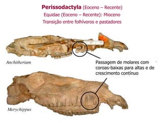 Perissodactyla (Eoceno – Recente)
Equidae (Eoceno – Recente): Mioceno
Transição entre folhívoros e pastadores
Passagem de molares com
coroas-baixas para altas e de
crescimento contínuo
 