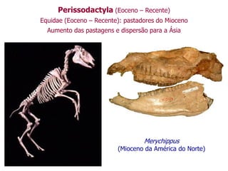 Perissodactyla (Eoceno – Recente)
Equidae (Eoceno – Recente): pastadores do Mioceno
Aumento das pastagens e dispersão para a Ásia
Merychippus
(Mioceno da América do Norte)
 