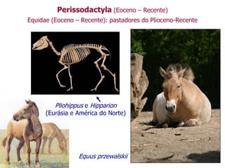 Perissodactyla (Eoceno – Recente)
Equidae (Eoceno – Recente): pastadores do Plioceno-Recente
Equus przewalskii
Pliohippus e Hipparion
(Eurásia e América do Norte)
 