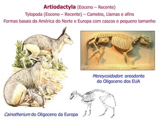 Cainotherium do Oligoceno da Europa
Artiodactyla (Eoceno – Recente)
Tylopoda (Eoceno – Recente) – Camelos, Llamas e afins
Formas basais da América do Norte e Europa com cascos e pequeno tamanho
Mereycoidodon: oreodonte
do Oligoceno dos EUA
 