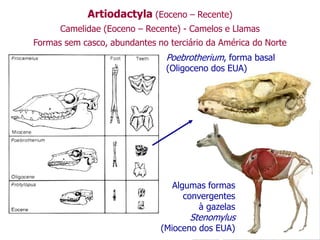 Artiodactyla (Eoceno – Recente)
Camelidae (Eoceno – Recente) - Camelos e Llamas
Formas sem casco, abundantes no terciário da América do Norte
Poebrotherium, forma basal
(Oligoceno dos EUA)
Algumas formas
convergentes
à gazelas
Stenomylus
(Mioceno dos EUA)
 