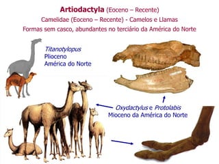 Artiodactyla (Eoceno – Recente)
Camelidae (Eoceno – Recente) - Camelos e Llamas
Formas sem casco, abundantes no terciário da América do Norte
Titanotylopus
Plioceno
América do Norte
Oxydactylus e Protolabis
Mioceno da América do Norte
 