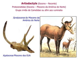 Artiodactyla (Eoceno – Recente)
Protoceratidae (Eoceno – Plioceno da América do Norte)
Grupo irmão de Camelidae ou afim aos ruminatia
Kyptoceras Plioceno dos EUA
Syndyoceras do Mioceno da
América do Norte
 