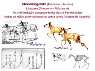 Meridiungulata (Paleoceno - Recente)
Litopterna (Paleoceno – Pleistoceno)
Possível irradiação independente dos demais Meridiungulata
Formas de médio porte convergentes com o cavalo (Mioceno da Patagônia)
Diadiaphorus
Thoatherium
 