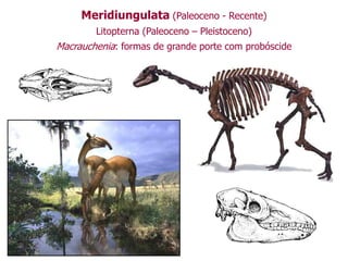 Meridiungulata (Paleoceno - Recente)
Litopterna (Paleoceno – Pleistoceno)
Macrauchenia: formas de grande porte com probóscide
 