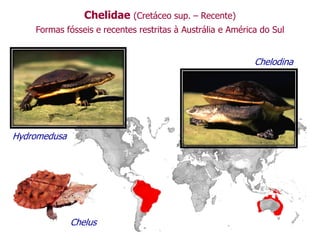 Chelidae (Cretáceo sup. – Recente)
Formas fósseis e recentes restritas à Austrália e América do Sul
Chelodina
Hydromedusa
Chelus
 