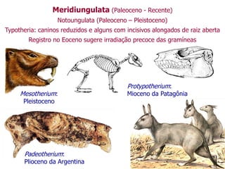 Meridiungulata (Paleoceno - Recente)
Notoungulata (Paleoceno – Pleistoceno)
Typotheria: caninos reduzidos e alguns com incisivos alongados de raiz aberta
Registro no Eoceno sugere irradiação precoce das gramíneas
Protypotherium:
Mioceno da Patagônia
Mesotherium:
Pleistoceno
Padeotherium:
Plioceno da Argentina
 
