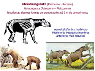 Meridiungulata (Paleoceno - Recente)
Notoungulata (Paleoceno – Pleistoceno)
Toxodonta: algumas formas de grande porte até 2 m de comprimento
Homalodotherium: herbívoro
Mioceno da Patagonia membros
anteriores mais robustos
 
