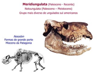 Meridiungulata (Paleoceno - Recente)
Notoungulata (Paleoceno – Pleistoceno)
Grupo mais diverso de ungulados sul americanos
Nesodon
Formas de grande porte
Mioceno da Patagonia
 