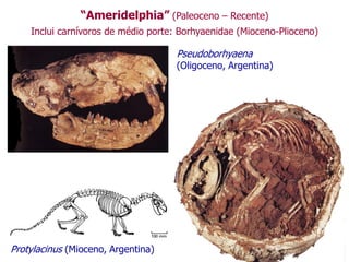 “Ameridelphia” (Paleoceno – Recente)
Inclui carnívoros de médio porte: Borhyaenidae (Mioceno-Plioceno)
Pseudoborhyaena
(Oligoceno, Argentina)
Protylacinus (Mioceno, Argentina)
 