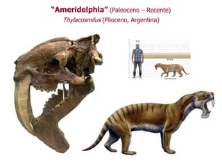 “Ameridelphia” (Paleoceno – Recente)
Thylacosmilus (Plioceno, Argentina)
 