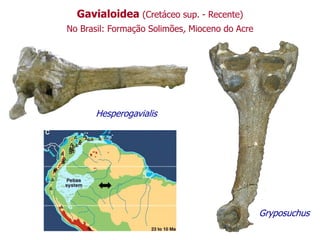 Gavialoidea (Cretáceo sup. - Recente)
No Brasil: Formação Solimões, Mioceno do Acre
Hesperogavialis
Gryposuchus
 