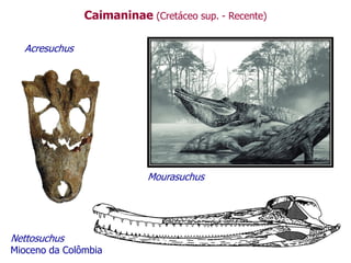 Caimaninae (Cretáceo sup. - Recente)
Acresuchus
Mourasuchus
Nettosuchus
Mioceno da Colômbia
 