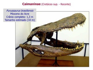 Caimaninae (Cretáceo sup. - Recente)
Purussaurus brasiliensis
Mioceno do Acre
Crânio completo: 1,3 m
Tamanho estimado (10 m)
 