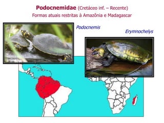 Podocnemidae (Cretáceo inf. – Recente)
Formas atuais restritas à Amazônia e Madagascar
Podocnemis
Erymnochelys
 