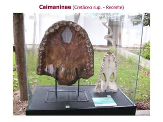 Caimaninae (Cretáceo sup. - Recente)
 