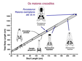 Os maiores crocodilos
Purussaurus
Maiores exemplares
até 16 m
 