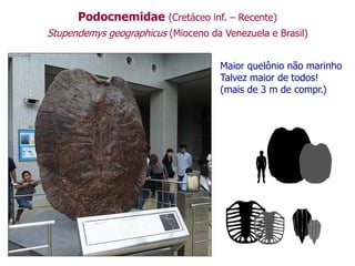 Podocnemidae (Cretáceo inf. – Recente)
Stupendemys geographicus (Mioceno da Venezuela e Brasil)
Maior quelônio não marinho
Talvez maior de todos!
(mais de 3 m de compr.)
 