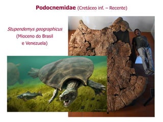 Podocnemidae (Cretáceo inf. – Recente)
Stupendemys geographicus
(Mioceno do Brasil
e Venezuela)
 