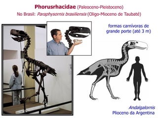 formas carnívoras de
grande porte (até 3 m)
Andalgalornis
Plioceno da Argentina
Phorusrhacidae (Paleoceno-Pleistoceno)
No Brasil: Paraphysornis brasiliensis (Oligo-Mioceno de Taubaté)
 